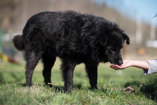 Hundefreunde Ich will leben! e.V. Franio JG